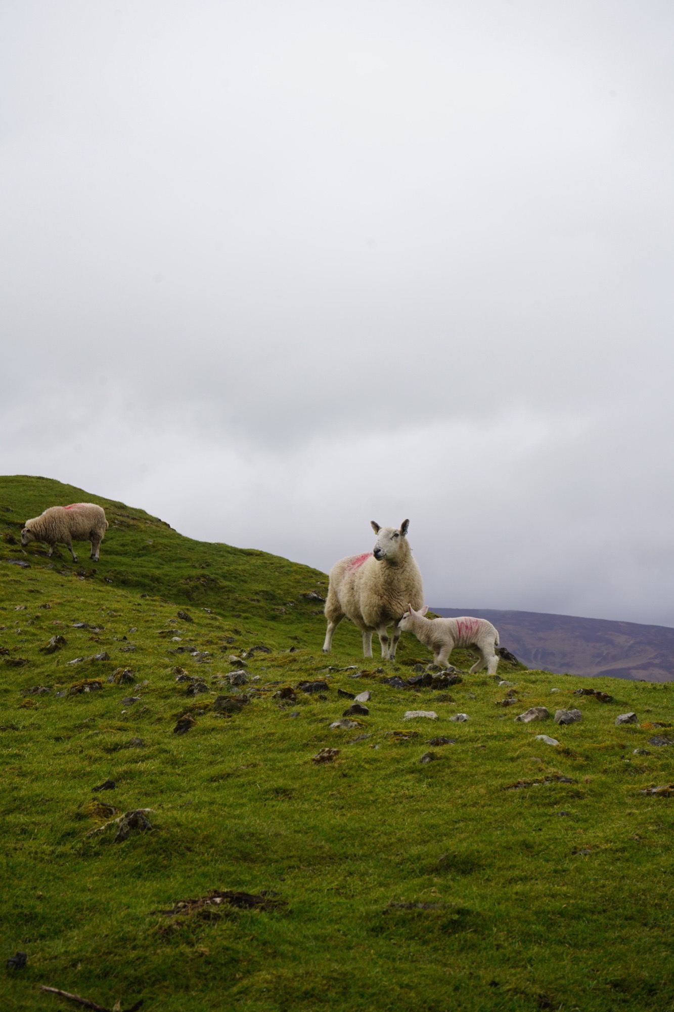 A ewe and her lamb on steep sheep-cropped grass, another grazing above, the valley lost in mist below